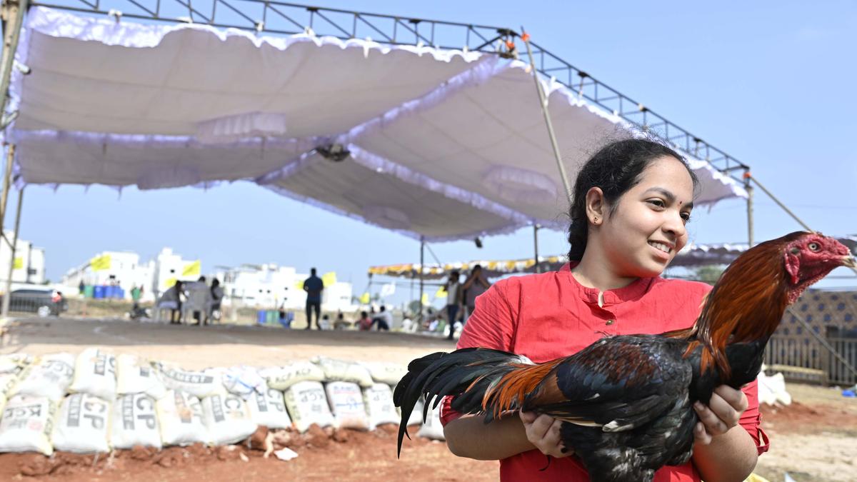 Organisers, punters gear up for rooster fights amid intensified police raids